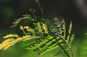 Dadra & Nagar Haveli